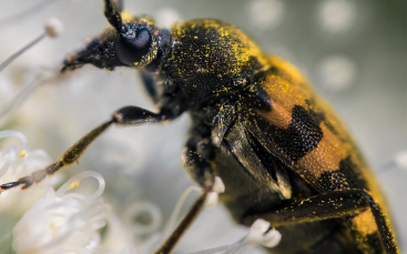 Bježi! Via! - kampanja protiv bolesti ovisnosti